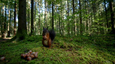 Unsere Wälder (3/3)