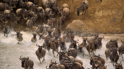 Afrikas Ikonen der Tierwelt (3/3)