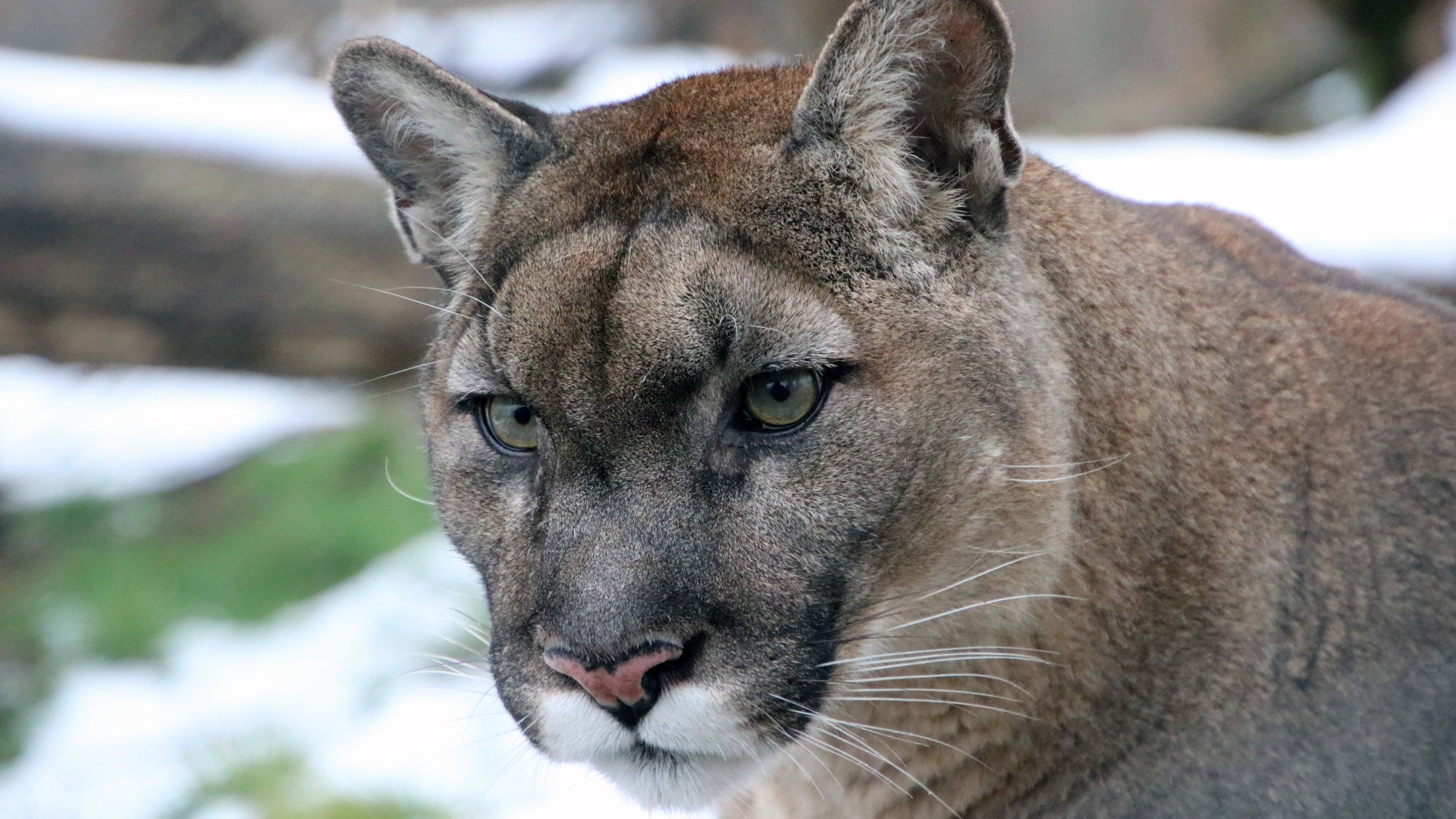 "Die Raubkatzen von Herberstein": Puma in der Tierwelt Herberstein.