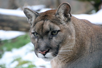 Die Raubkatzen von Herberstein