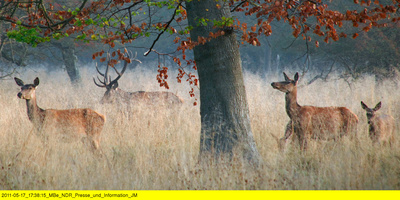 Wildes Skandinavien: Dänemark