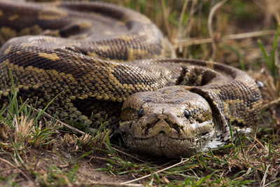 Afrikas Schlangen – Giftig und gefährlich