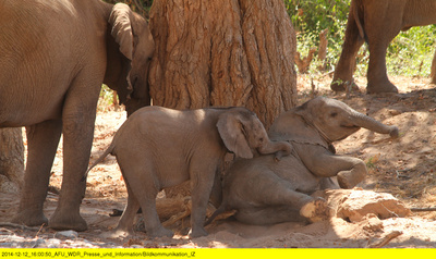 Das Geheimnis der Wüstenelefanten
