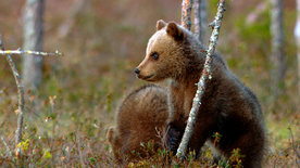 Wildes Skandinavien: Finnland