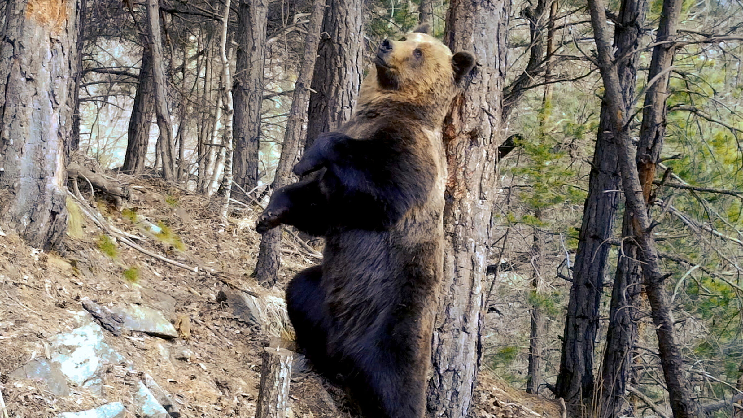 "Die Pyrenäen (1/4) - Bären und Influencer": Ein Braunbär in den Pyrenäen. Er hat die Fotofalle ausgelöst.