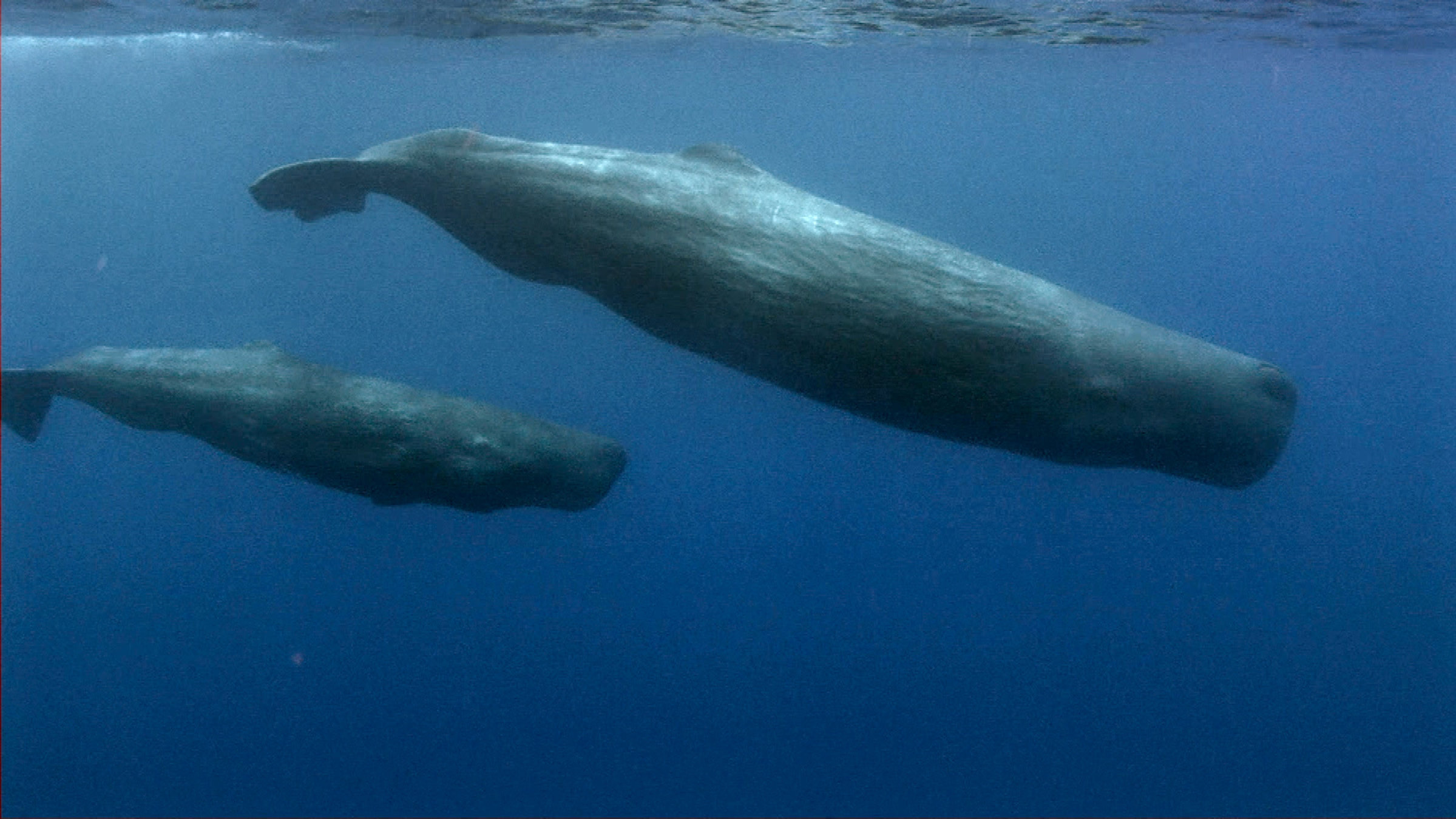 "Pottwale - Riesen im Mittelmeer": Pottwale unter Wasser