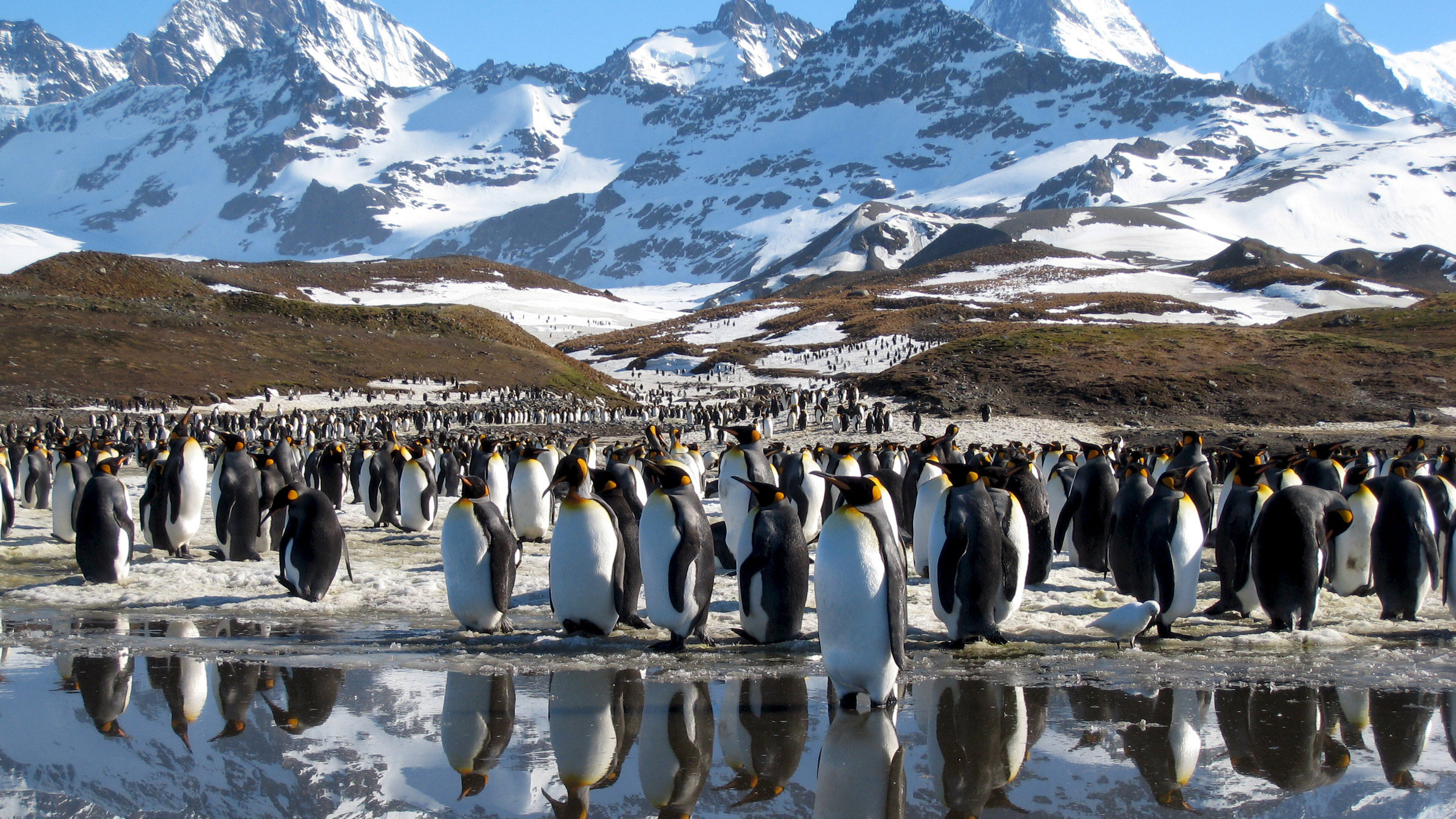 "Terra X: Wilde Winterwelten": Königspinguine vor Wasser und im Hintergrund eine Berglandschaft.