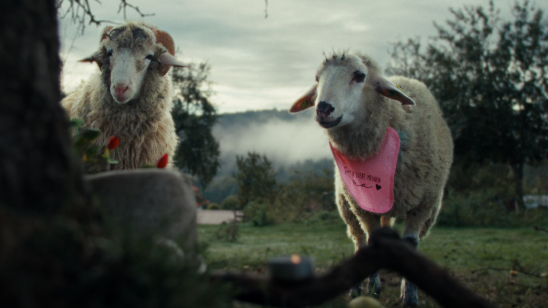 "SHEEP - Käfige": Zwei Schafe, Oliver und Lara, stehen vor einem Baum.