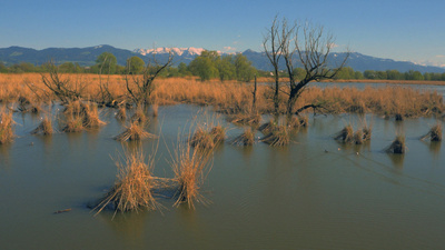 Bodensee - Wildnis am großen Wasser