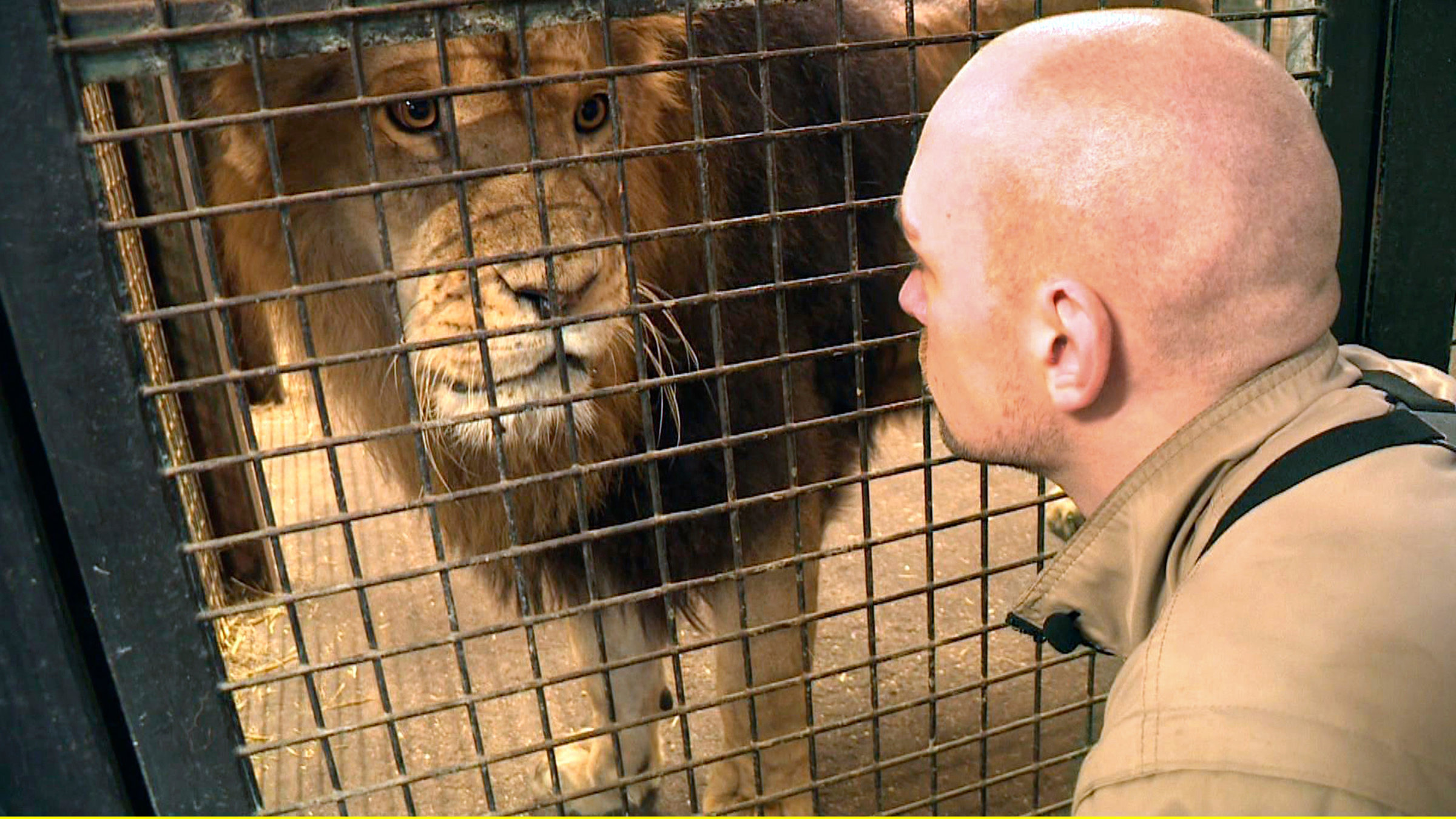 "Die Nordreportage: Großputz zwischen wilden Tieren": Tierpfleger Nico Geile muss Abschied nehmen: noch betreut er die Löwen, schon bald Riesenkängurus – im einem neuen, frisch „herausgeputzten“ Tierrevier.