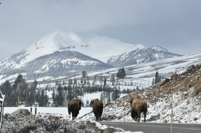 Im Zauber der Wildnis - Yellowstone