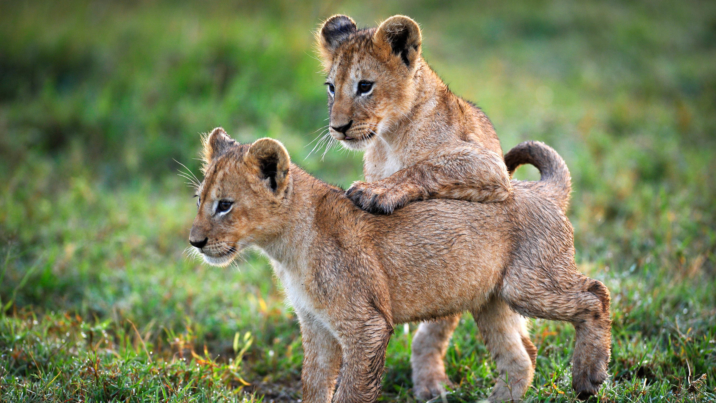 "Terra X: Eine Erde - viele Welten: Grasland": Zwei kleine Löwenbabys in Großaufnahme.