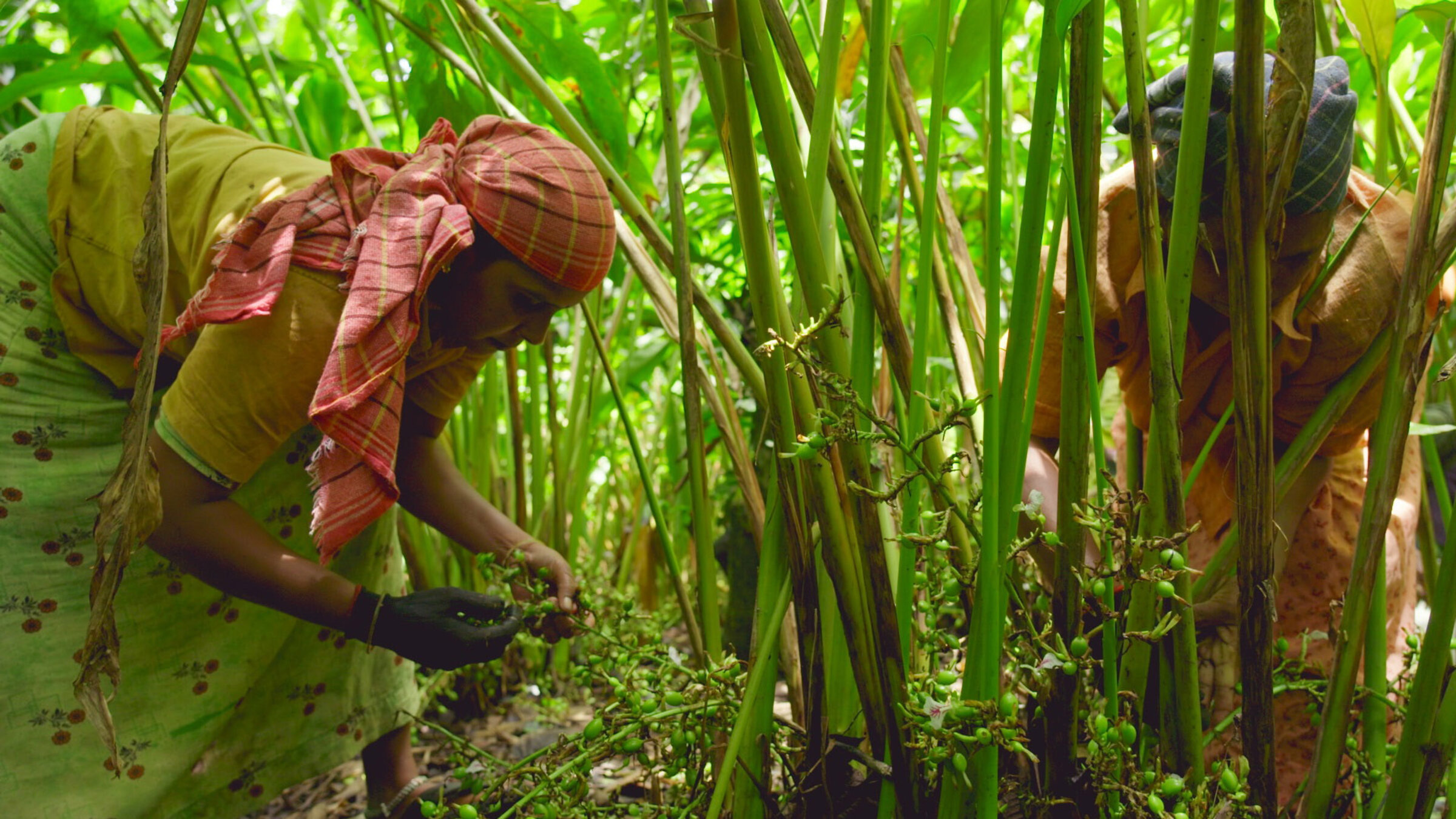 "Welt der Gewürze: Kardamom aus Kerala": Das Ernten der Kapseln geschieht von Hand und ist mühsam, da die Kapseln dicht amBoden wachsen.