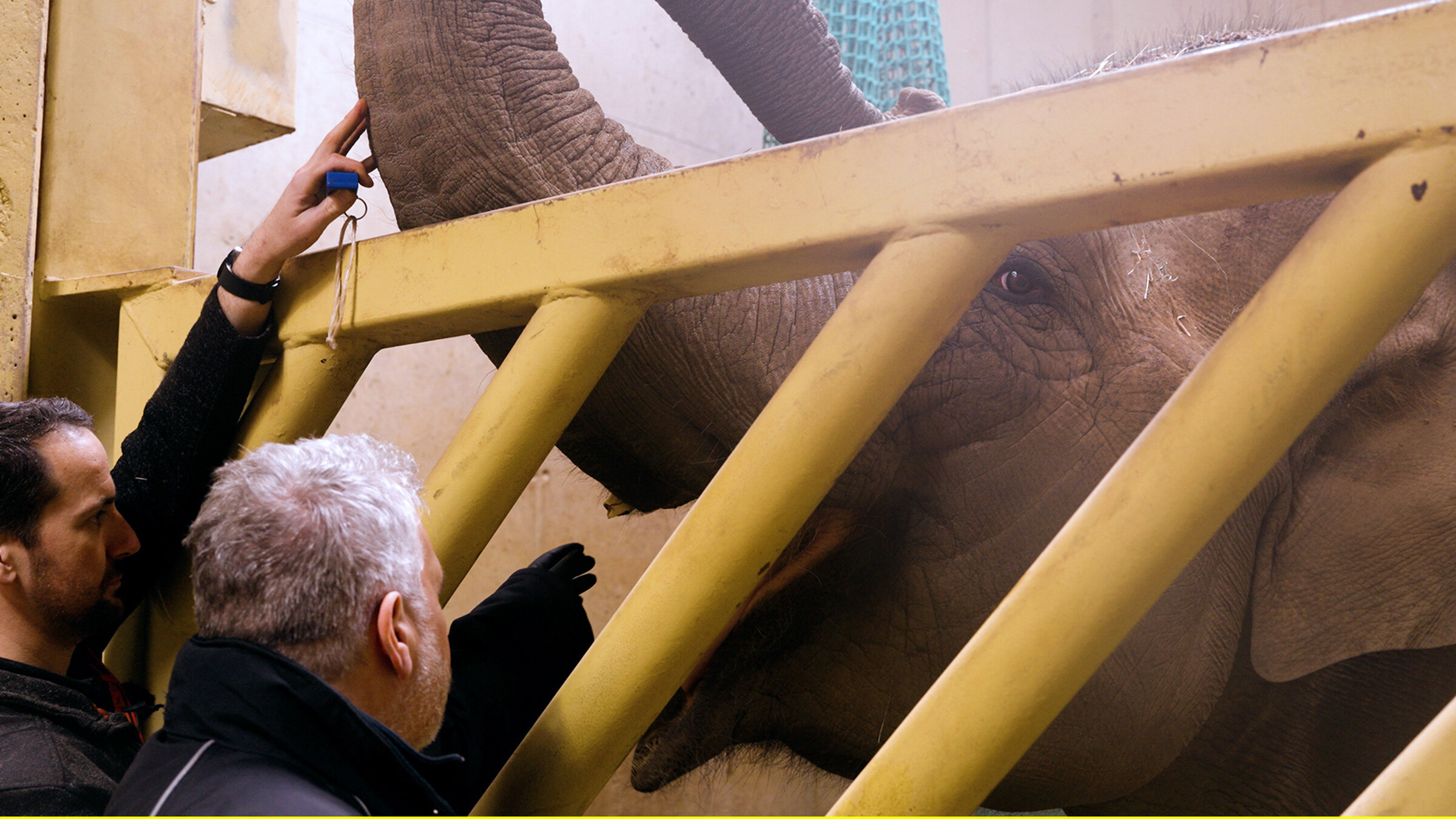 "Die Nordreportage: Wenn das Nashorn Schnupfen hat": Elefantenkuh Sita öffnet das Maul, damit Thomas Scheibe den abgebrochenen Stoßzahn untersuchen kann.