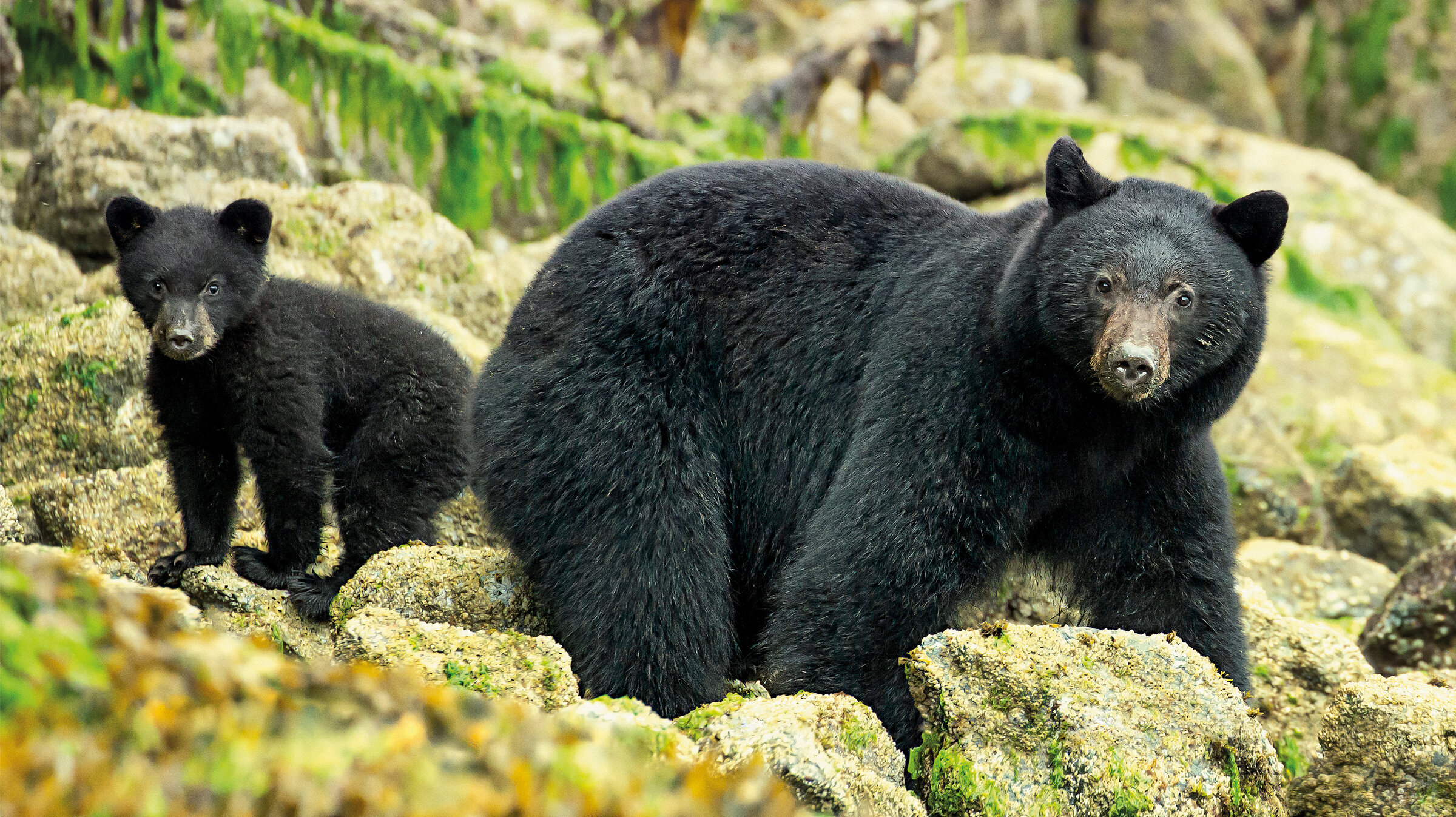 "Terra X: Sieben Kontinente - Ein Planet: Nordamerika": Ein Schwarzbärenjunges und seine Mutter in Großaufnahme.