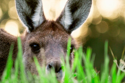 In den Feuerwäldern Westaustraliens - Die Walpole Wilderness