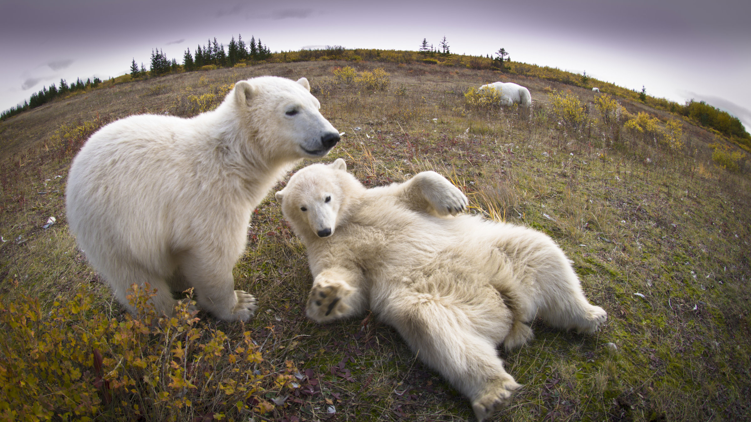 Куда бел. Белый медведь в Северной Америке. Полярный Гризли. Аляска наша медведь белый. Белый медведь Грозный хищник севера.