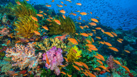 Der Blaue Planet: Faszination Korallenriff