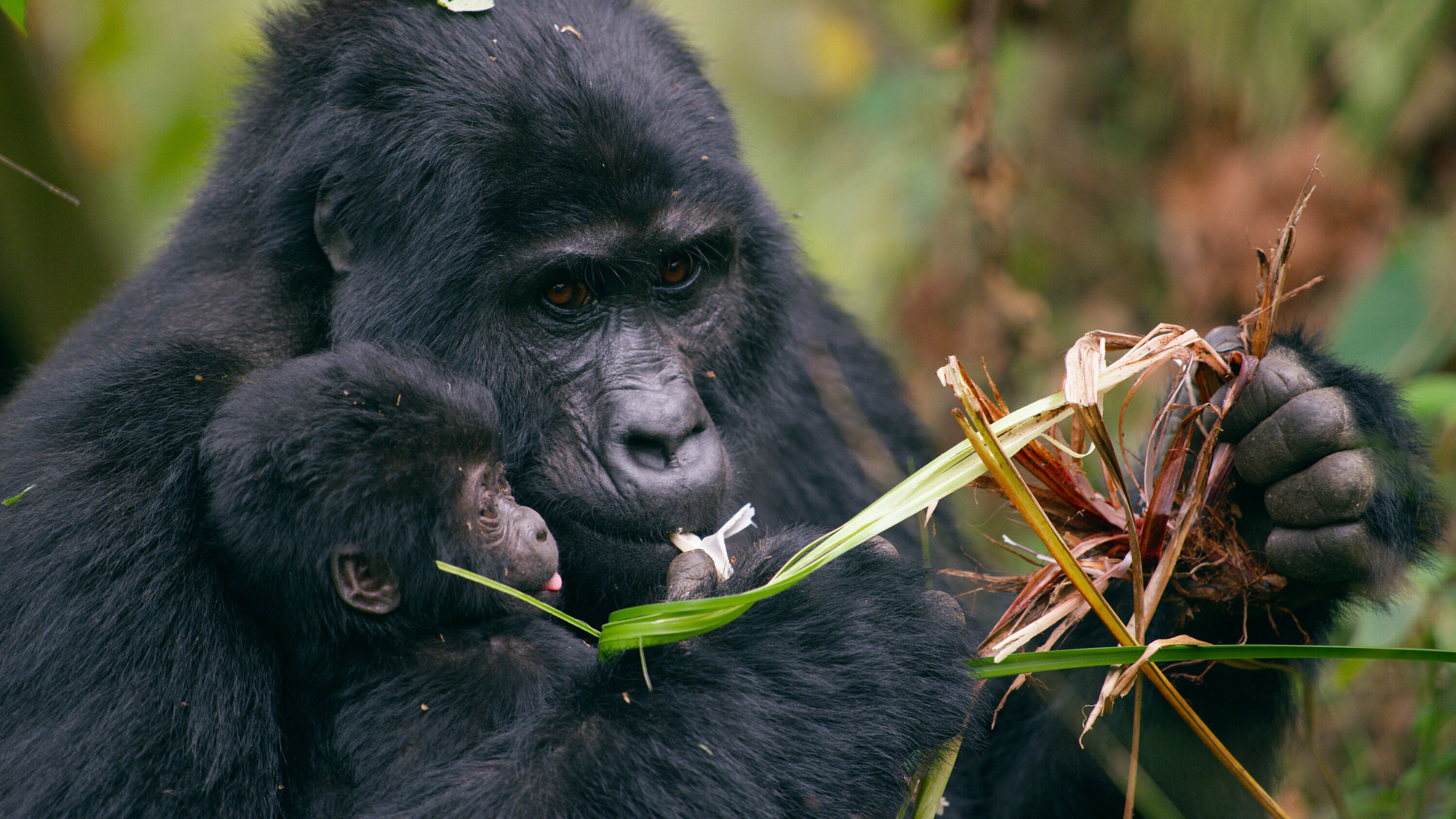 "Fabelhafte Tierbabys: Im Kreis der Familie (1/3)": Das acht Wochen alte Baby-Berggorilla Nyakabara wird von ihrer Mutter festgehalten, als sie im Bwindi Impenetrable National Park, Uganda, auf Nahrungssuche geht. Sie ist eines von nur 50 Berggorilla-Babys auf der Welt.