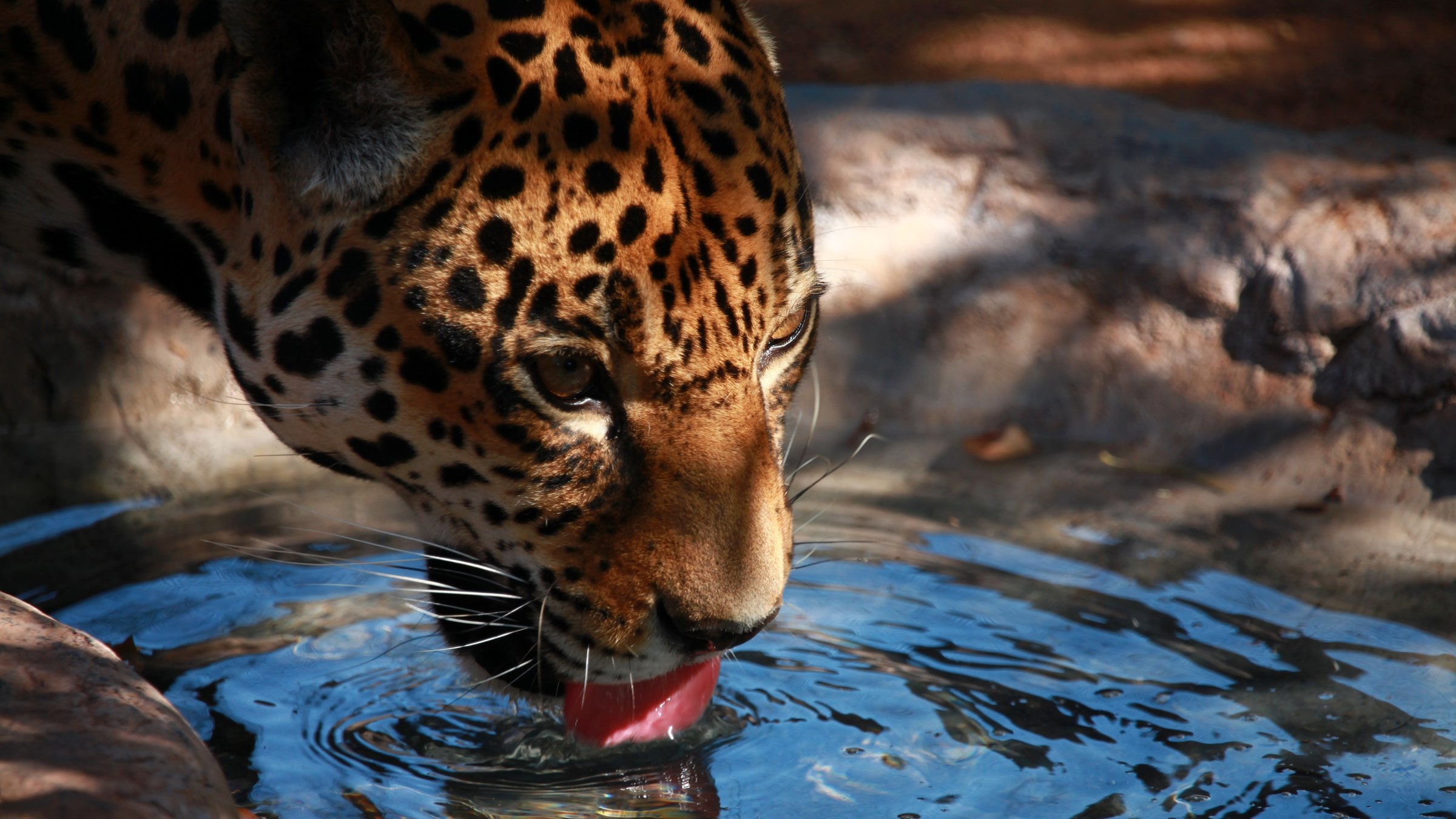 "Wildes Mexiko (2/3) - Jäger und Gejagte": Großaufnahme vom Kopf eines trinkenden Jaguars.