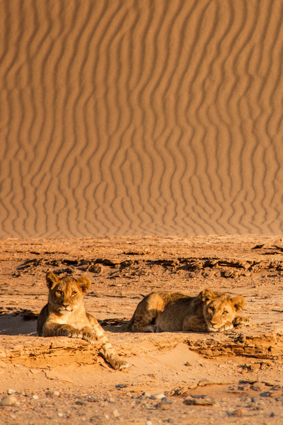 Die Wüstenlöwen der Namib - Aufbruch<br/>und Wiederkehr