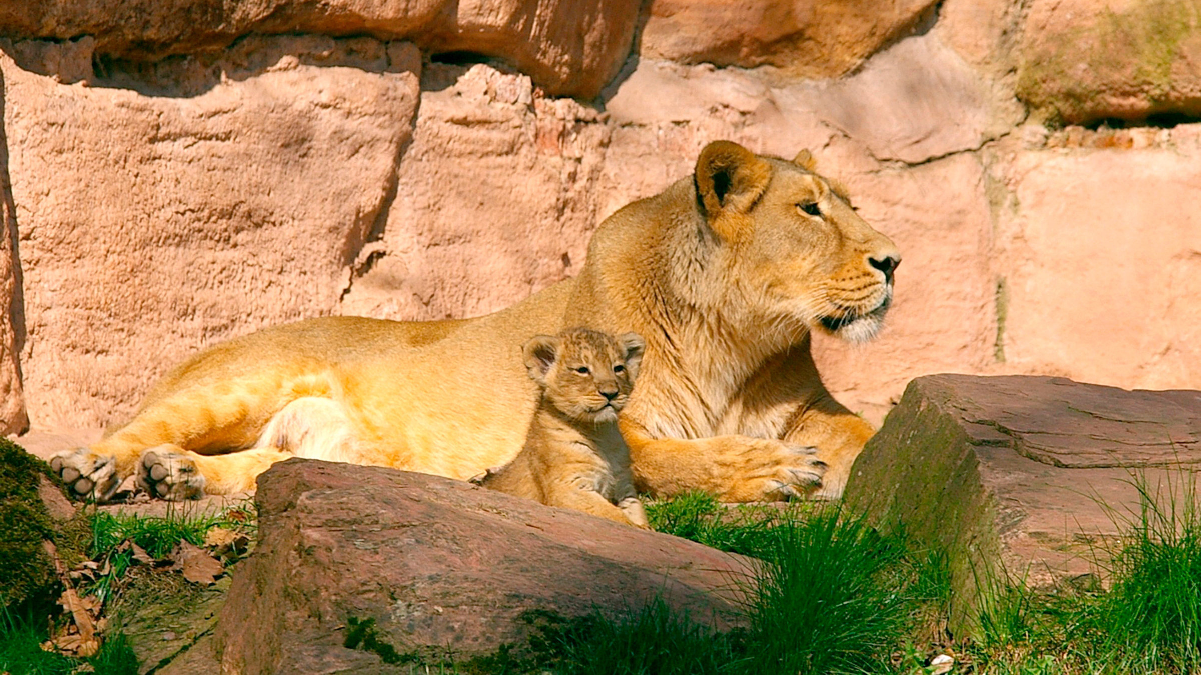 "Erlebnis Erde – Big Five Asien - Der Löwe": Eine Indische Löwin mit Jungen.