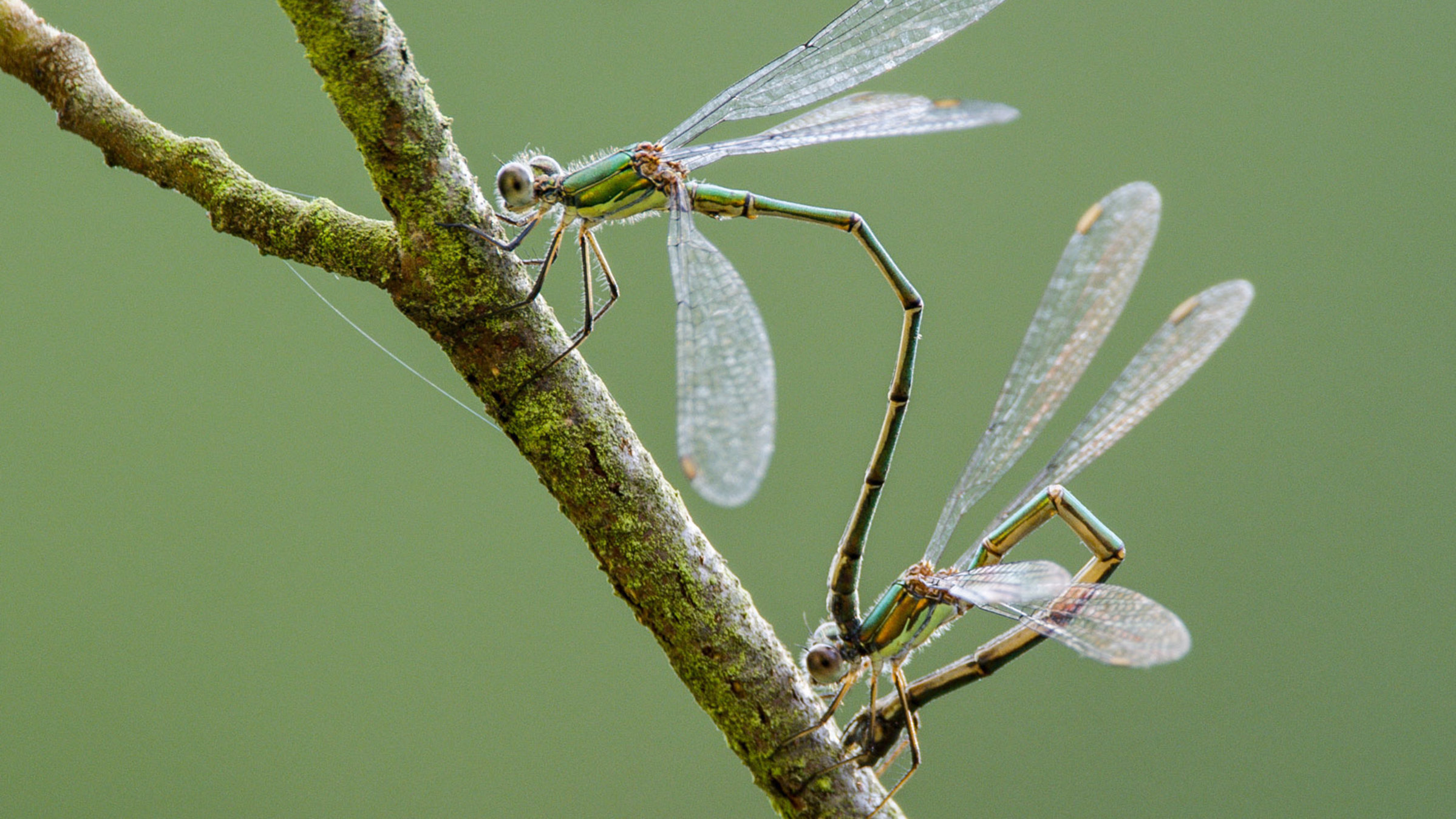 "Winzige Wunder (3/3) - Wenn die Eiszeit kommt": Im Frühling beginnen die Libellen mit ihren Paarungsflügen.