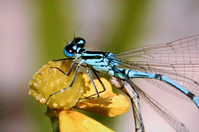 Libellen - Die Himmelsjäger