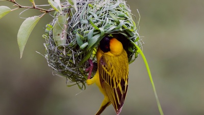 Tierische Überflieger (2/5)
