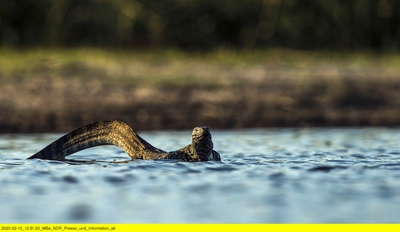 Naturwunder Okawango (2/3)