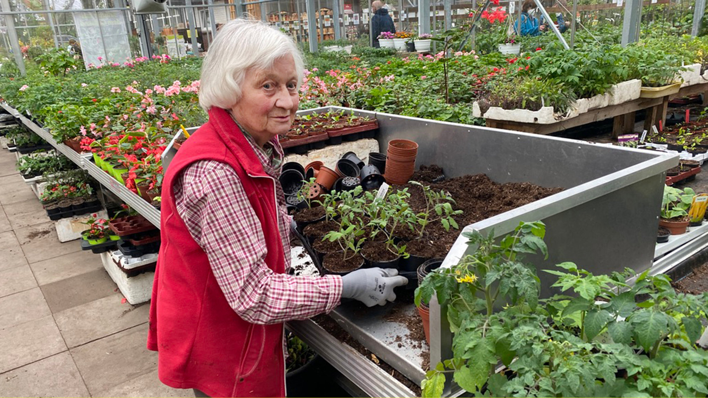"Die Nordreportage - Tomatenalam!": Waltraud Schachtschneider ist die Tomaten-Expertin im Oldenburger Land. Sie zieht jedes Jahr Tausende von Pflanzen groß.