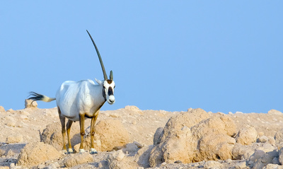 Insel der weißen Antilope - Abu Dhabis Naturoase