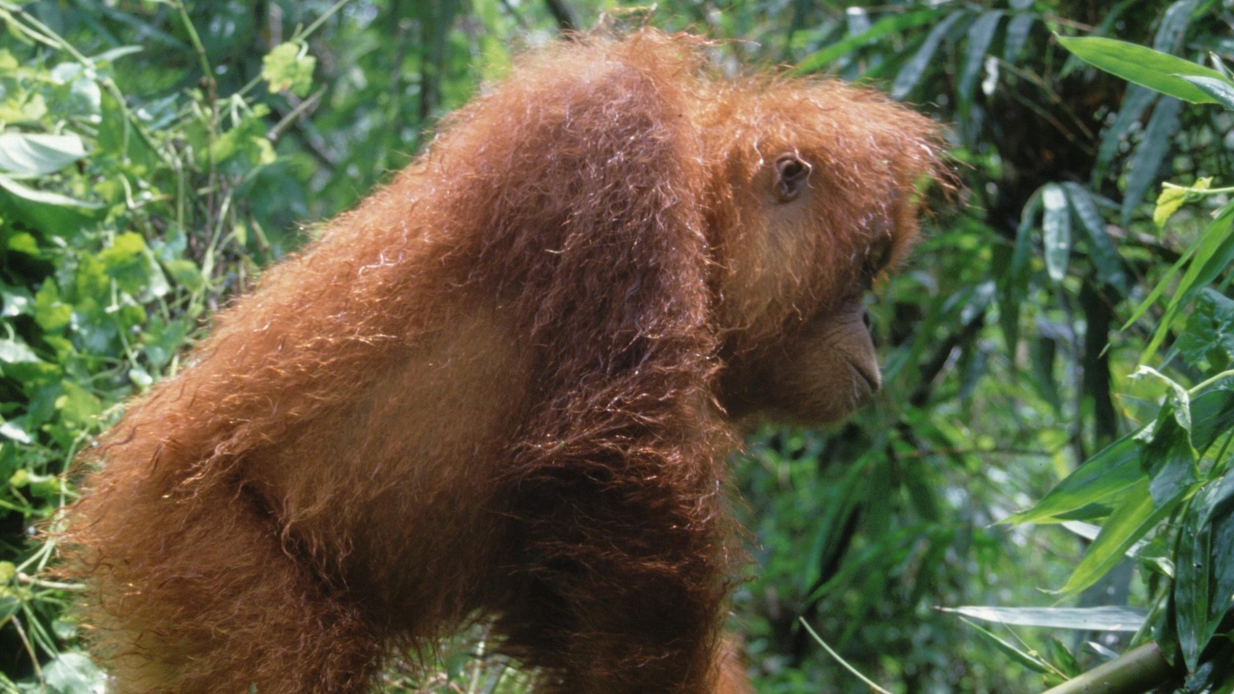 "Naturparadiese am Äquator (1/5) - Borneo und Sumatra": Ausgewachsener Orang-Utan in Baumkronen.
