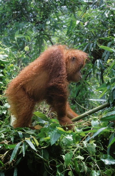 Naturparadiese am Äquator - Borneo und Sumatra