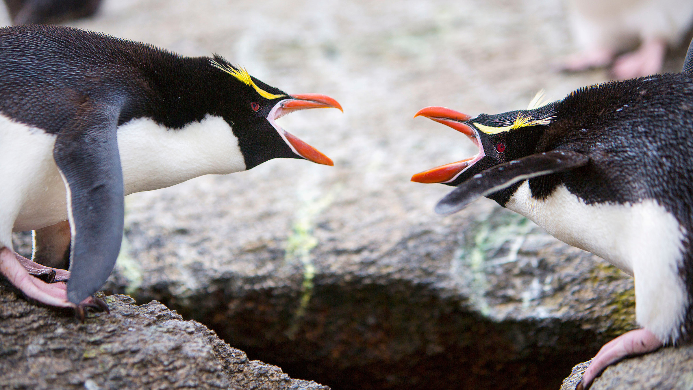 "Wildes Neuseeland - Im Reich der Extreme": Mit merkwürdigen Gesten und lautem Trompeten begrüßen sich die Partner der Snarespinguine. Die Vögel sind sehr territorial und reagieren aggressiv, sobald ein fremder ihrem Brutplatz zu nahe kommt.
