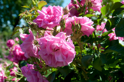Rose - Königin der Blumen