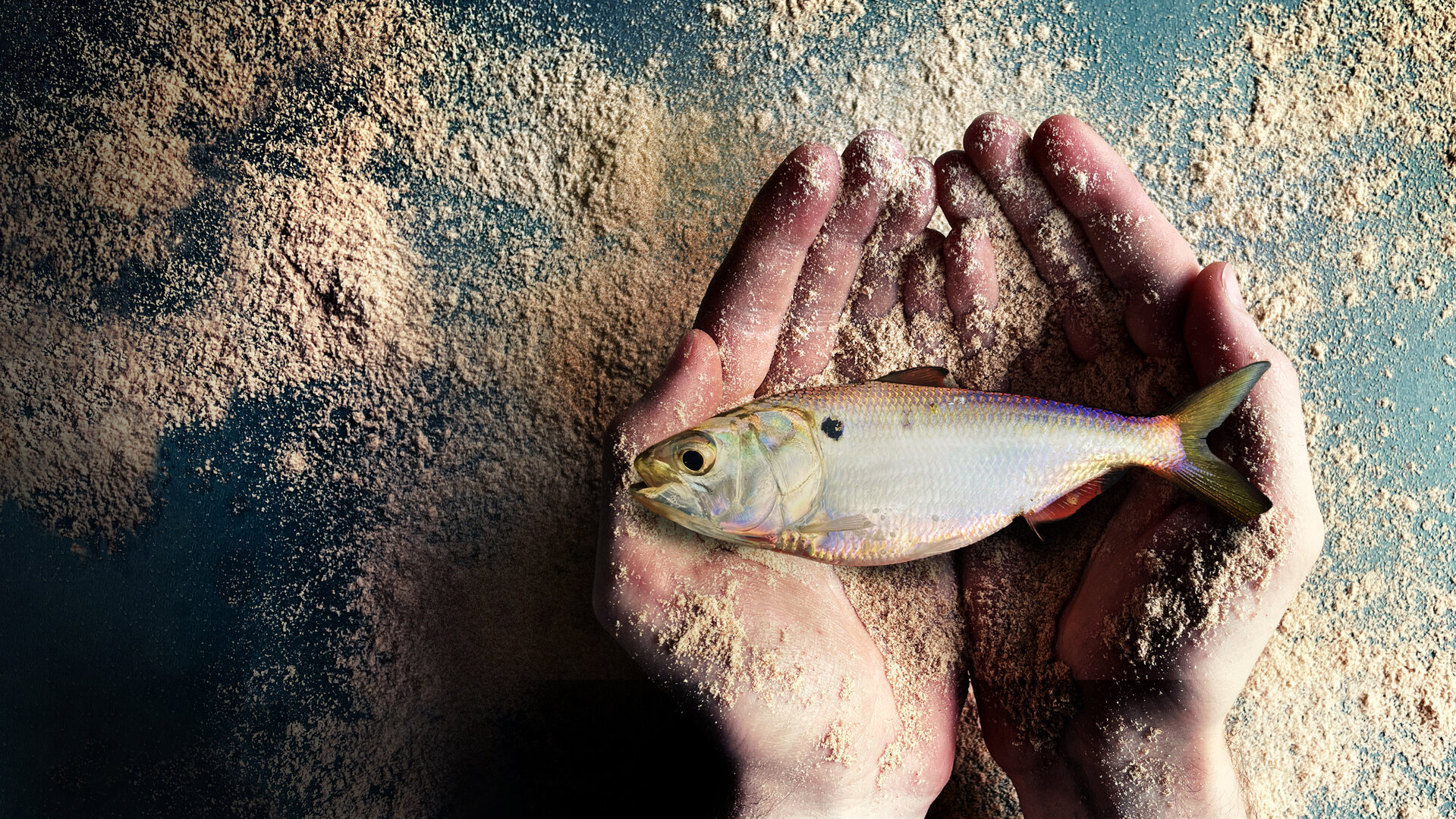 "Fischmehl - die dreckige Seite eines globalen Business": Nahaufnahme, Blick von oben: Ein Bonga-Fisch liegt in geöffneten Händen. Sowohl die Tischplatte darunter als auch die Hände sind mit Fischmehl bestreut.