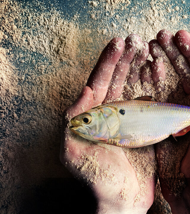 "Fischmehl - die dreckige Seite eines globalen Business": Nahaufnahme, Blick von oben: Ein Bonga-Fisch liegt in geöffneten Händen. Sowohl die Tischplatte darunter als auch die Hände sind mit Fischmehl bestreut.