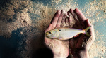 Fischmehl – ein schmutziges Business