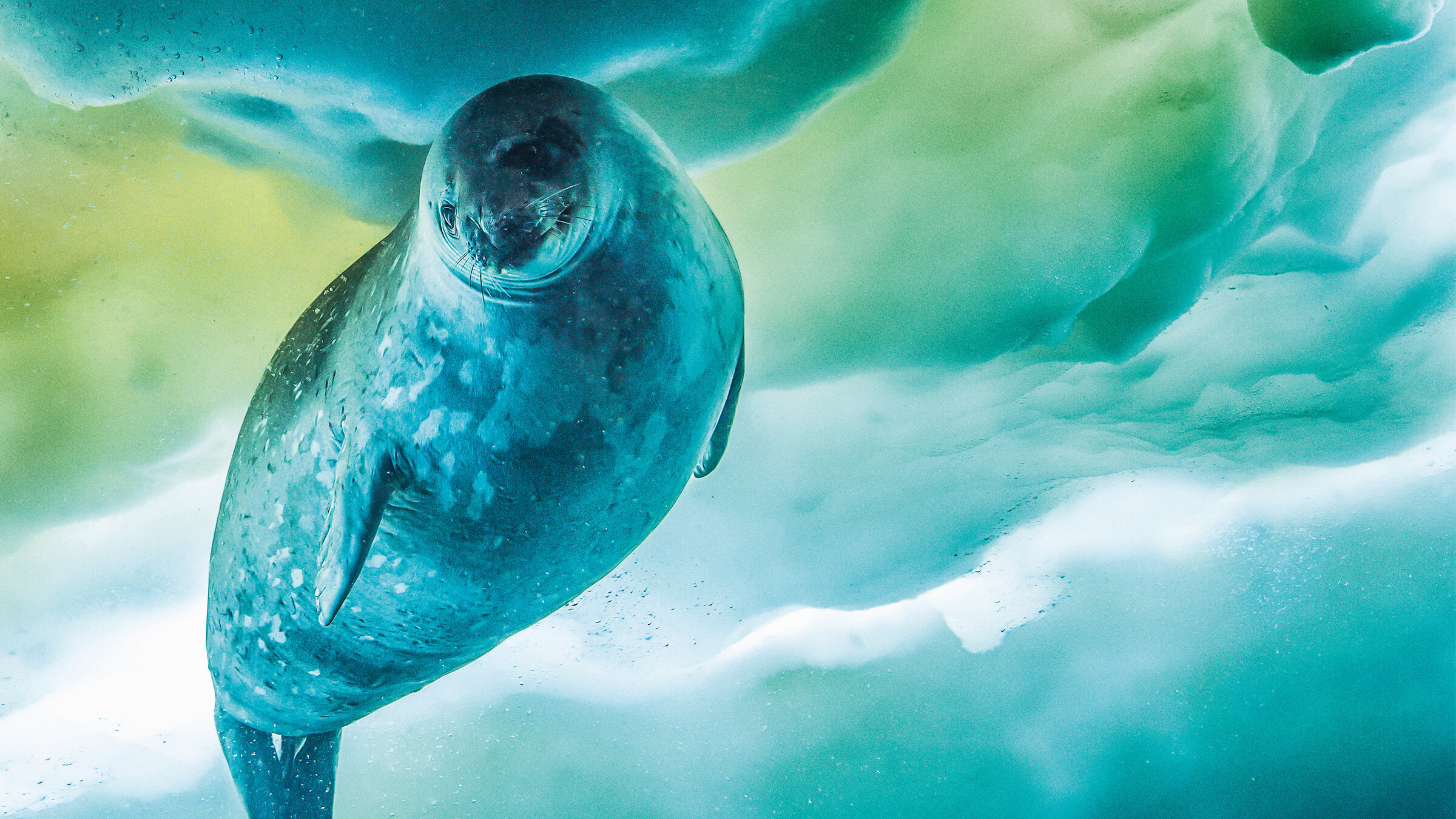 "Terra X: Sieben Kontinente - Ein Planet: Antarktika": Eine Weddellrobbe schwimmt unter Wasser, über ihr ist eine Eisschicht zu sehen. Das Bild ist bläulich gefärbt.
