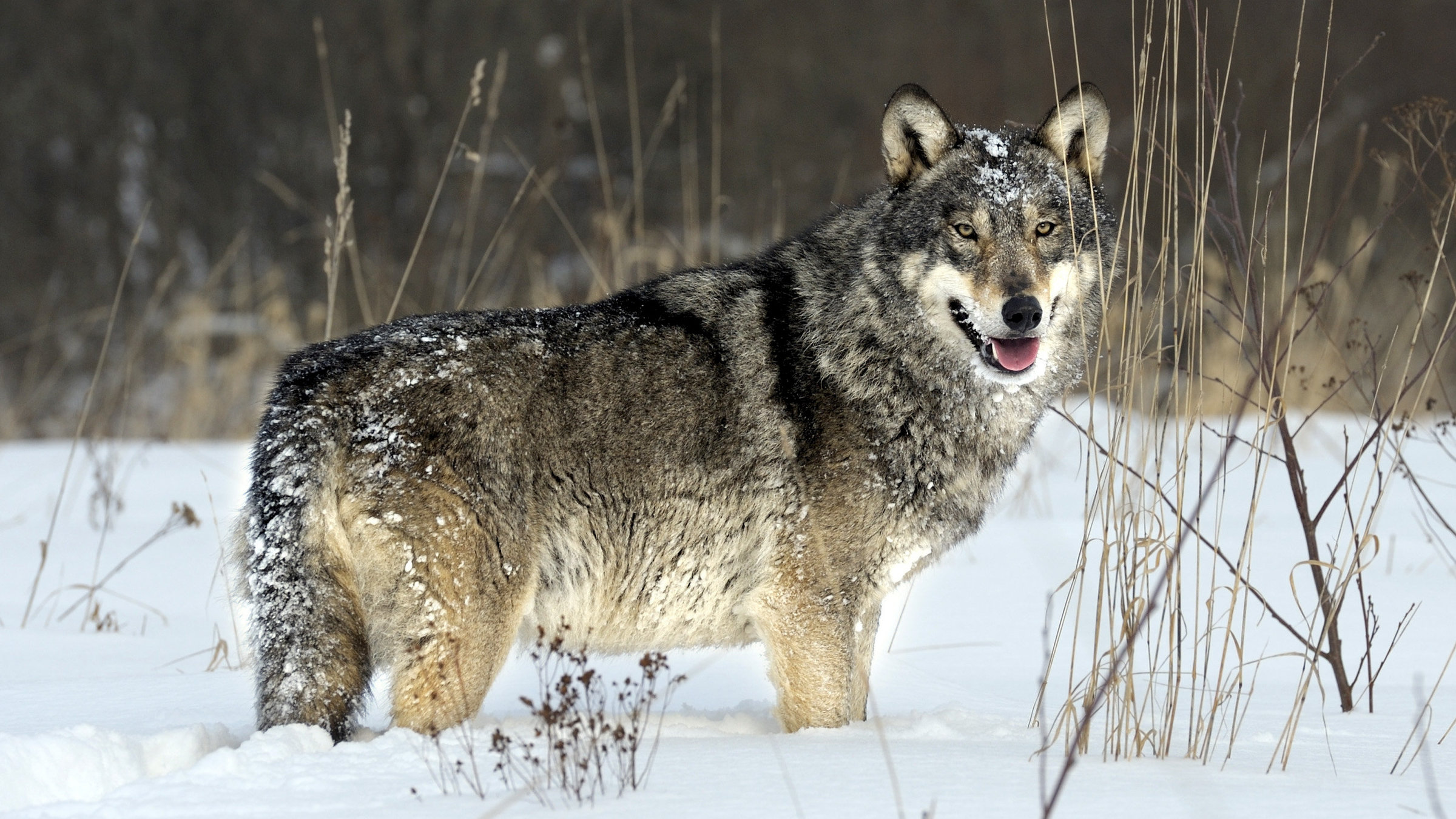 "Radioaktive Wölfe" - Wölfe in verlassenen Dörfern.  Ihre Populationsdichte und -struktur innerhalb der Zone unterscheidet sich nicht von jenen in den unverstrahlten Kontrollgebieten.