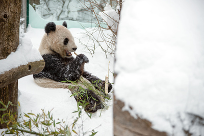 Schönbrunner Tiergeschichten - Leben im Zoo