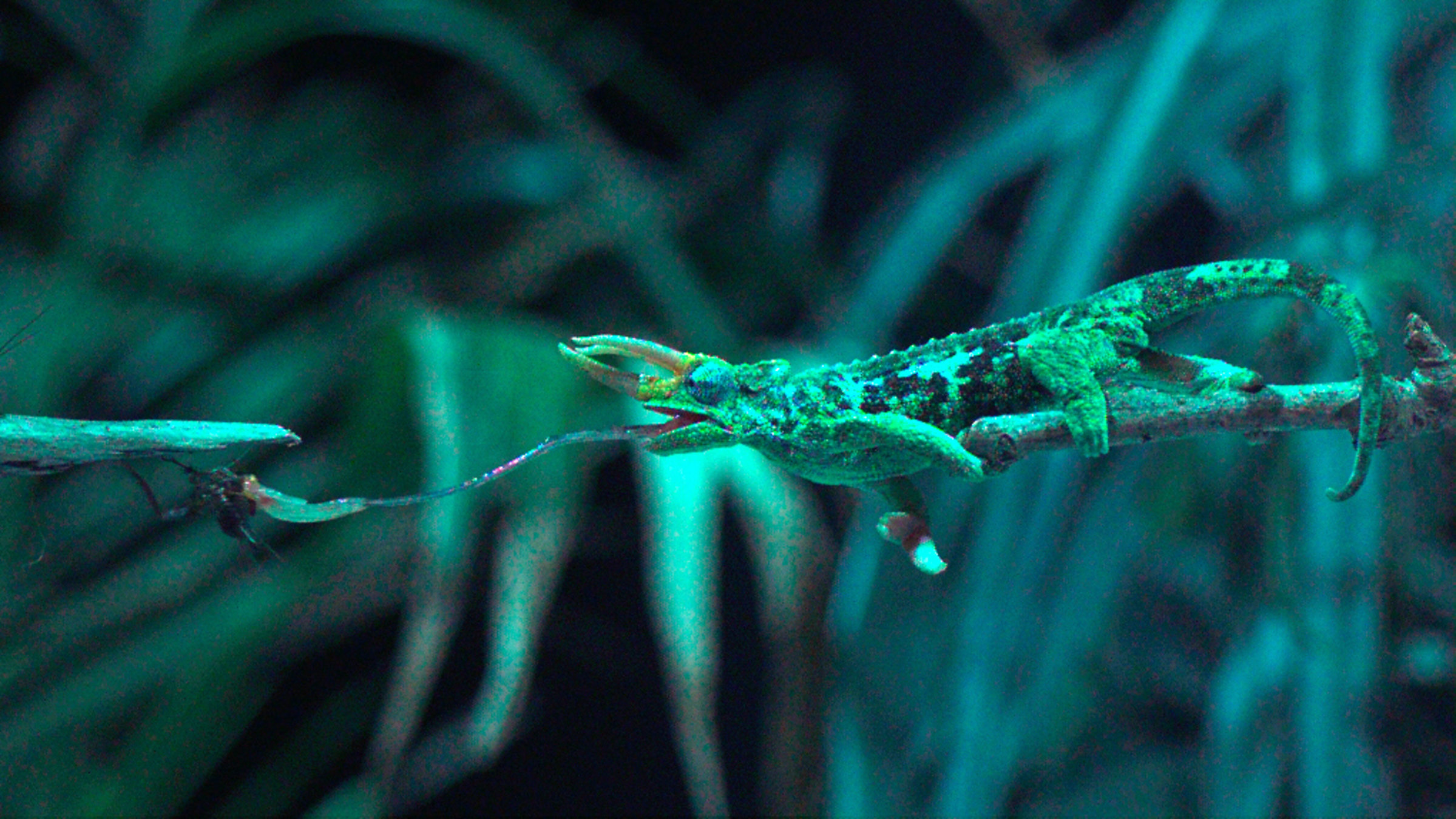 "Das Genie der Natur - Energie ist der Schlüssel": Chamäleon.