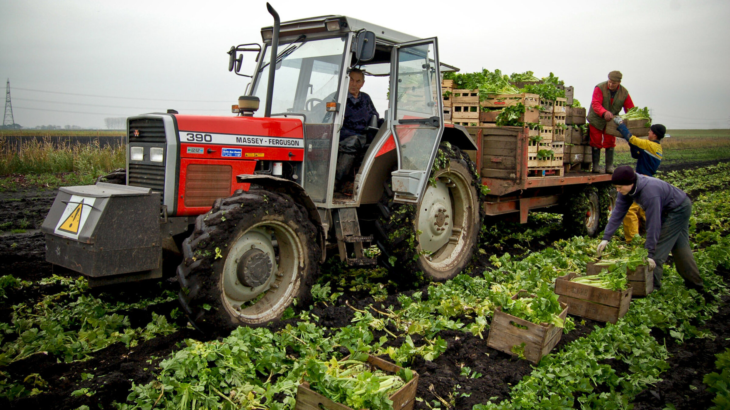 In England ist Staudensellerie ist ein typisches Wintergericht, besonders zu Weihnachten ist die Nachfrage groß. Cyril Garner (links) und sein Sohn Nigel Garner (rechts auf dem Anhänger) haben mit der Ernte alle Hände voll zu tun.