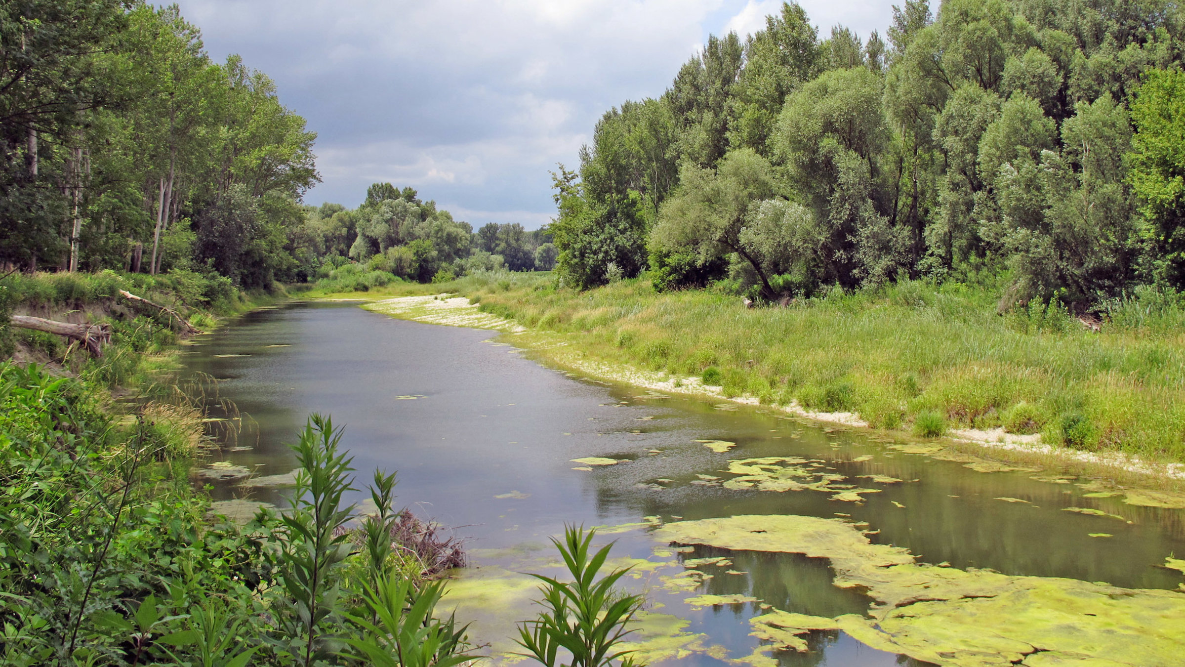 "Geschützte Wildnis - Leben im Nationalpark Donau-Auen": Gewässer Haslau