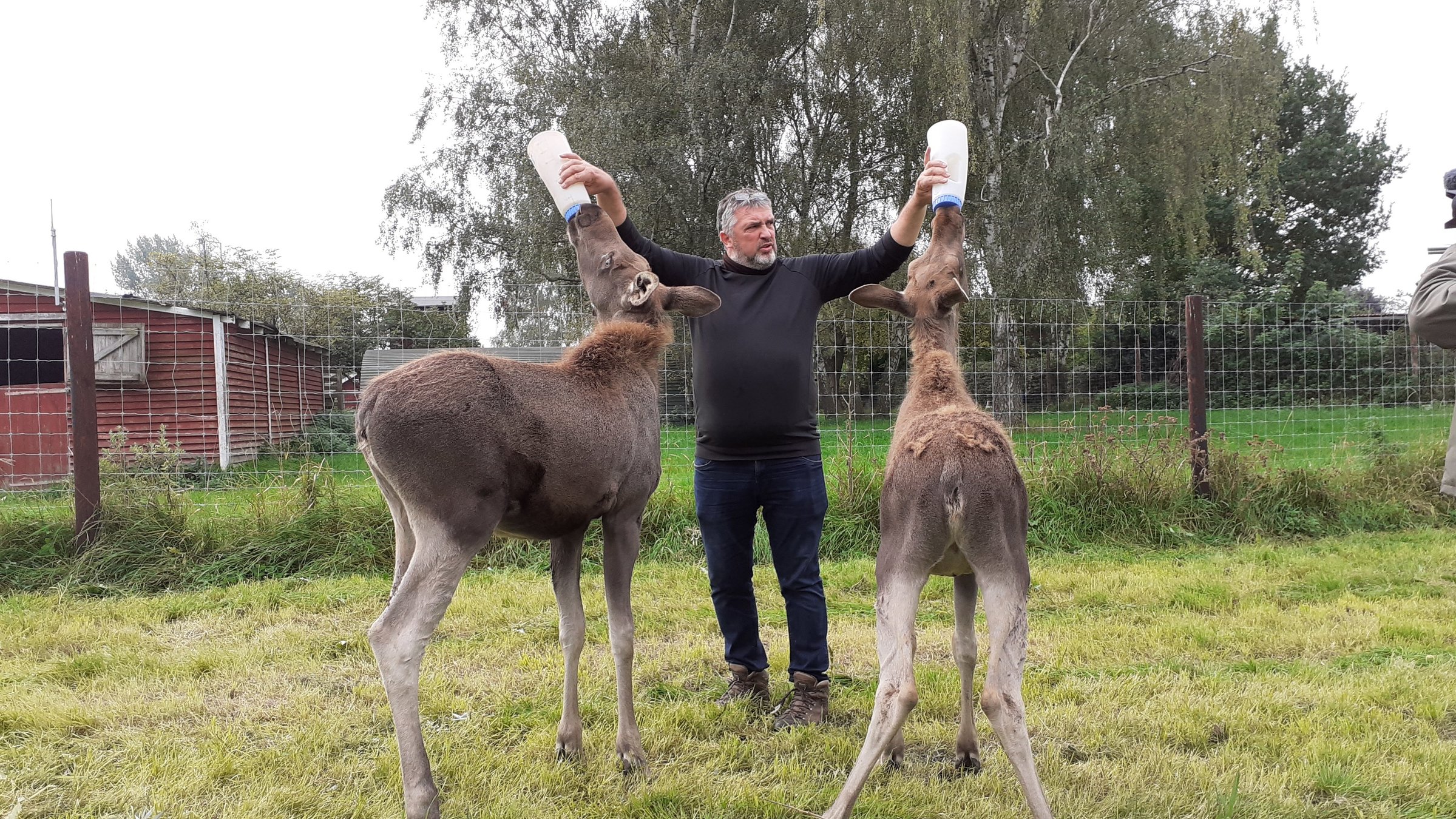 "Terra Xpress - Das Licht des Nordens": Thomas Golz steht auf einer Wiese und hält zwei Milchfalschen in den Händen. Daran nuckeln jeweils zwei Elche mit gestrecktem Kopf.