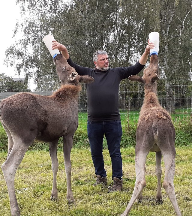 "Terra Xpress - Das Licht des Nordens": Thomas Golz steht auf einer Wiese und hält zwei Milchfalschen in den Händen. Daran nuckeln jeweils zwei Elche mit gestrecktem Kopf.