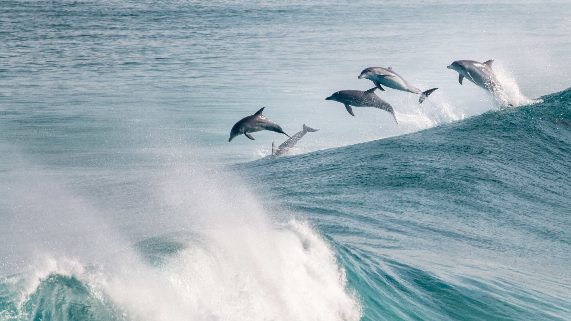 "Australiens wilde Küsten": Delfine kommunizieren mit ihrer eigenen Körpersprache - ihre Sprünge sind Teil davon.