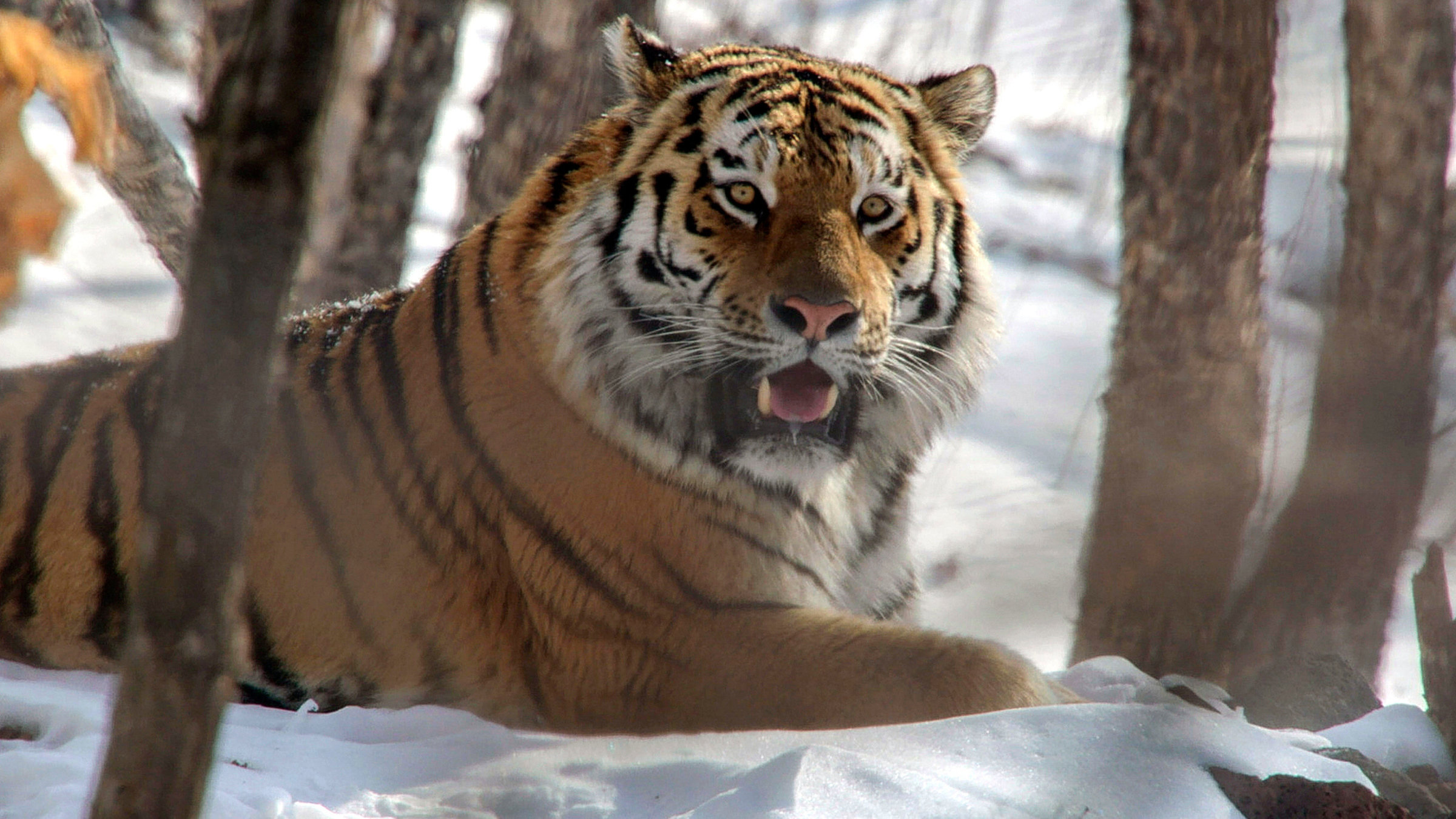 "Erlebnis Erde – Big Five Asien - Der Amurtiger": Ein Amurtiger - der König der Taiga.