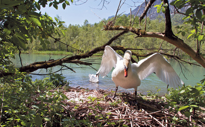 Inn - Der grüne Fluss aus den Alpen